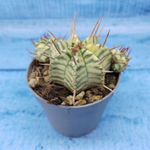 Euphorbia meloformis f. Variegated (Эуфорбия вариегатная)