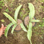 Сансевиерия DRAGON JADE VAR