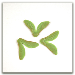 Крылатка клёна