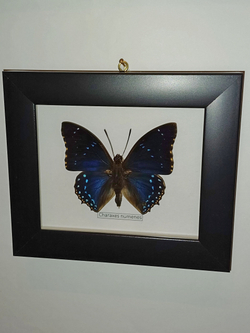 Бабочка Charaxes numenes в рамке