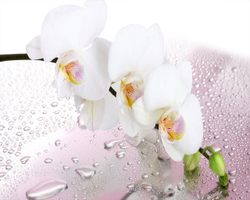 белая орхидея
