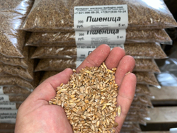 Пшеница 5 кг в Пос Ропша.