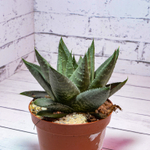 Haworthia Savanna (Хавортия Саванна)