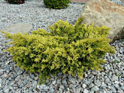 Можжевельник горизонтальный Лайм Глоу Р9 10-15 см*10-15 см Закупка М62 апрель-май 2026