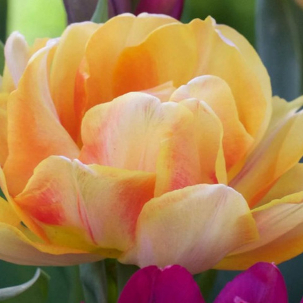 Тюльпан махровый Санлавер