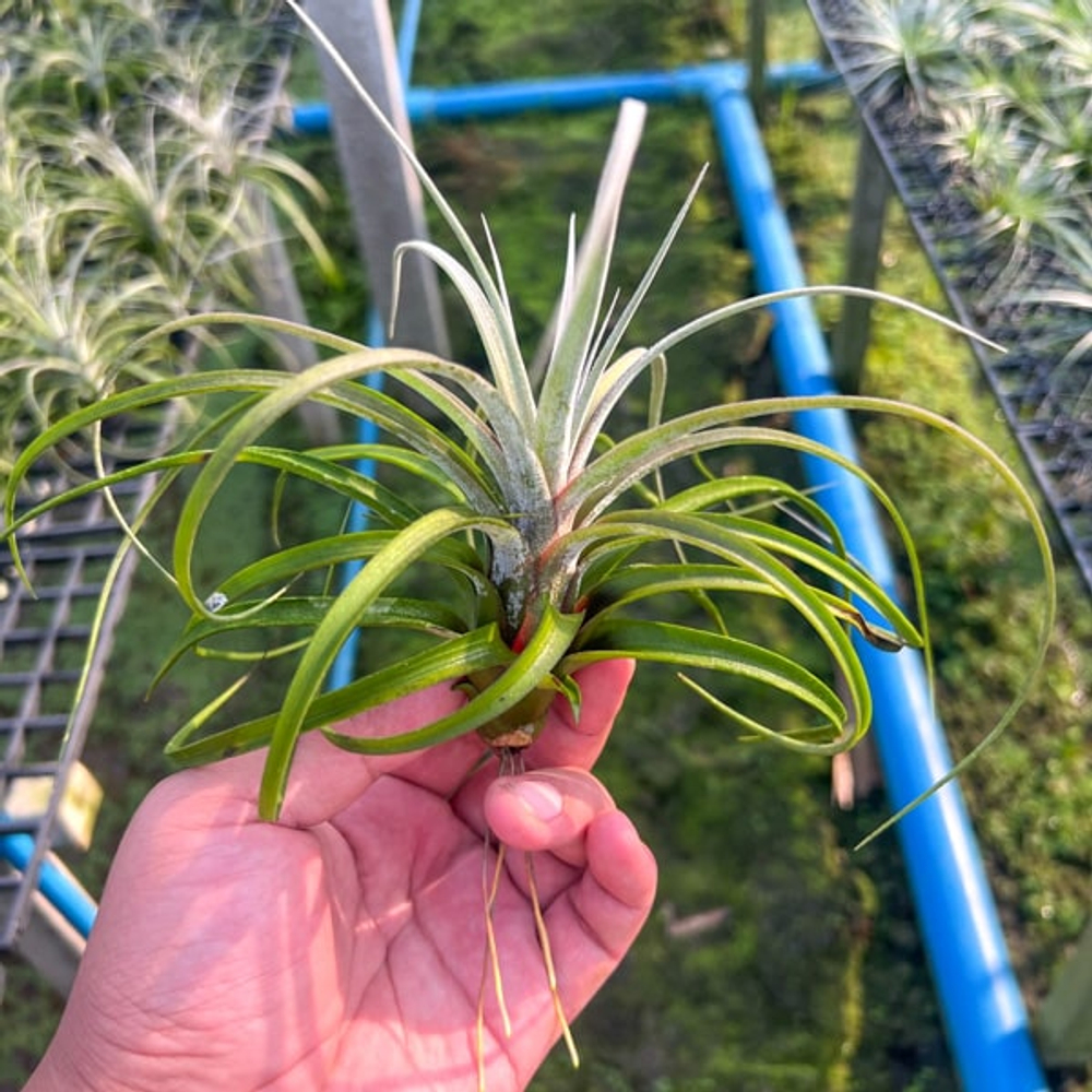 Тилландсия Hedi Gulz (exserta x streptophylla)