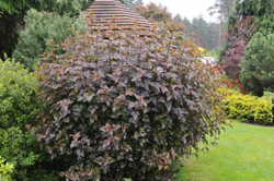 Пузыреплодник opulifolius Red Baron