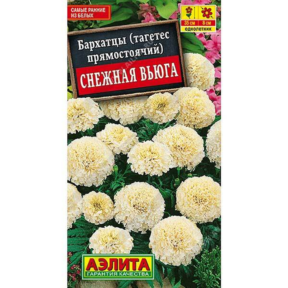 Бархатцы Снежная вьюга Аэлита Ц