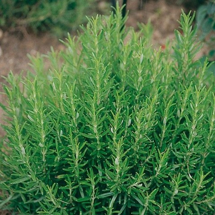 ЕВРО Розмарин Sardinie укореннный черенок ОКС МАРТ