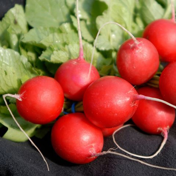 Вена семена редиса (Enza Zaden / ALEXAGRO) культура