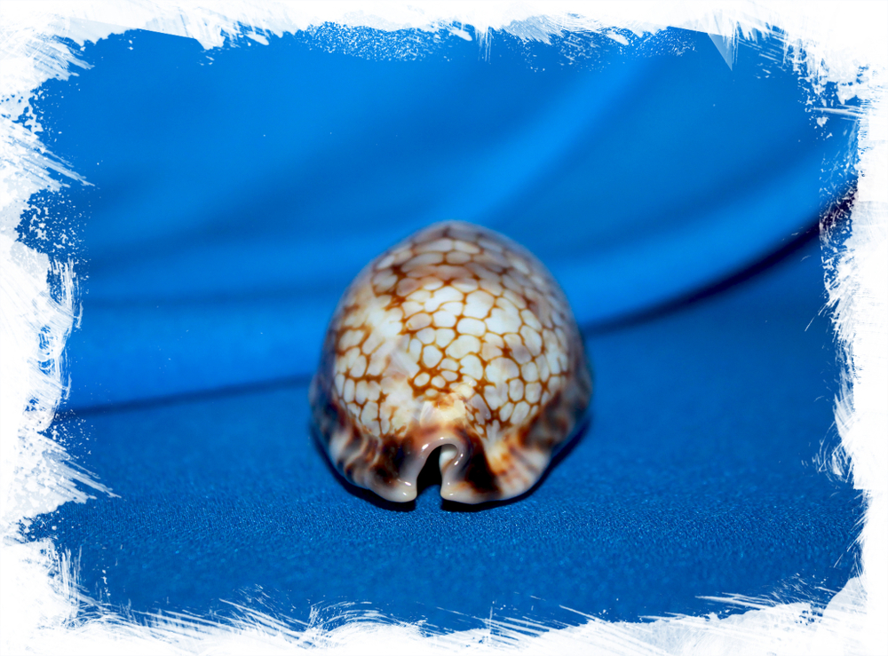 Ципрея хистрио (Mauritia histrio)