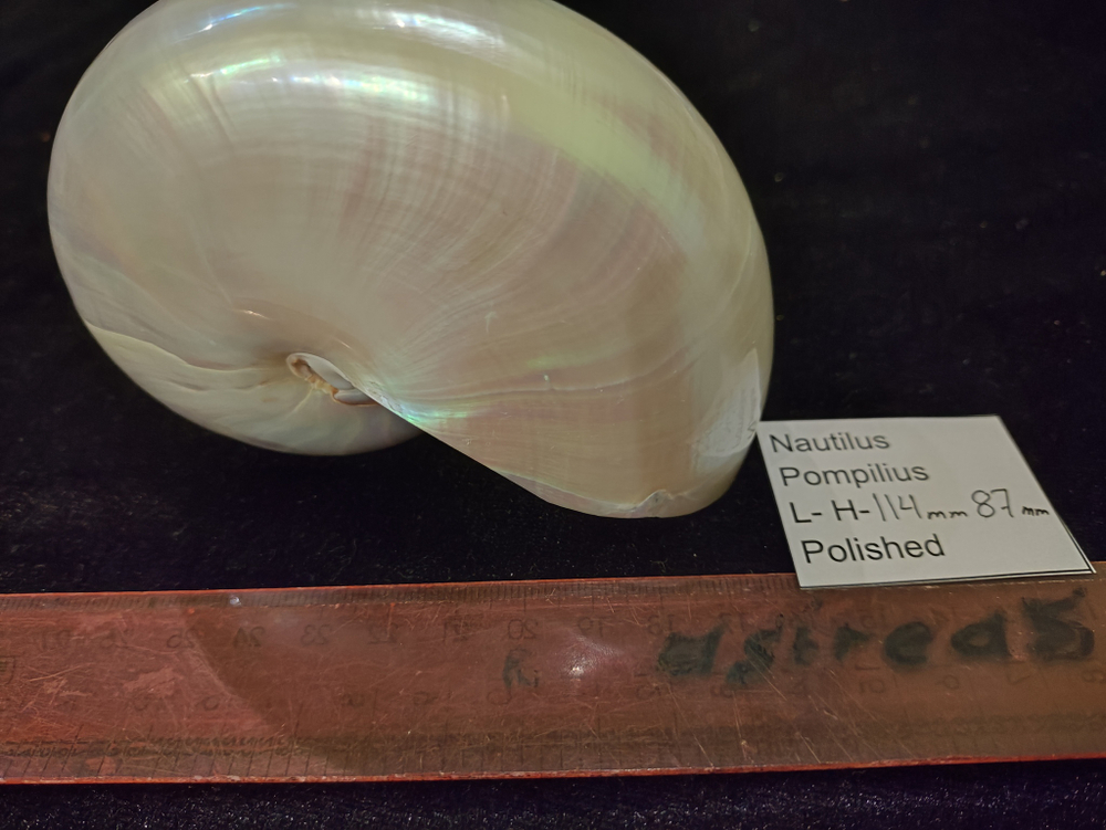 Наутилус Помпилиус "90-130мм" полирован