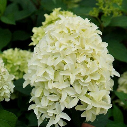 Гортензия метельчатая Скайфол Р9