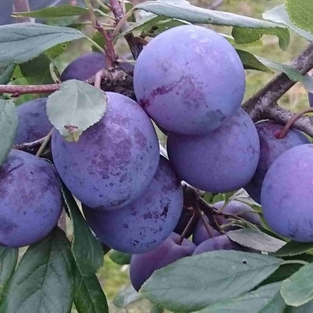 Слива домашняя РЕНКЛОД СОВЕТСКИЙ