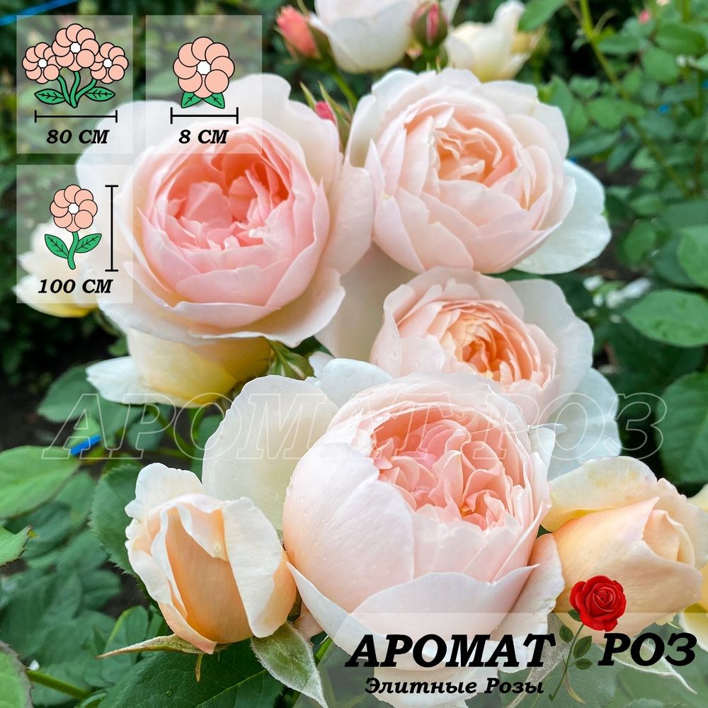 Зе Шипэдэсс (The Shepherdess)