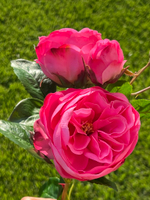 Роза спрей розовая 60 см