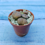 Lithops sp. (Литопсы)