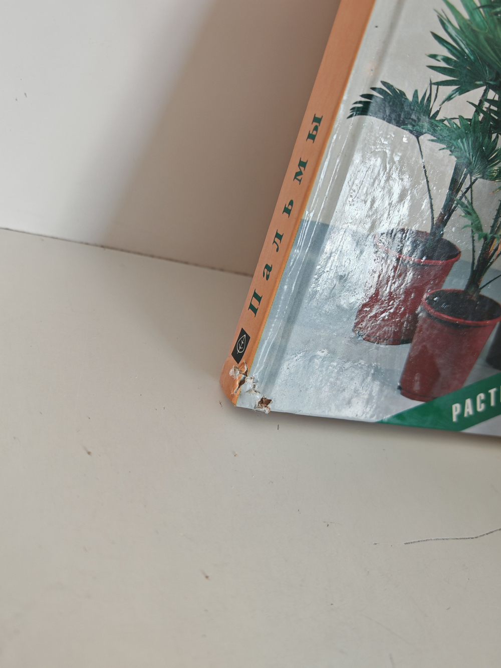 Пальмы (Растения в доме)