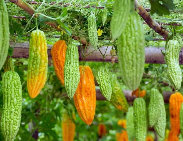 Горькая дыня… Момордика от диабета!