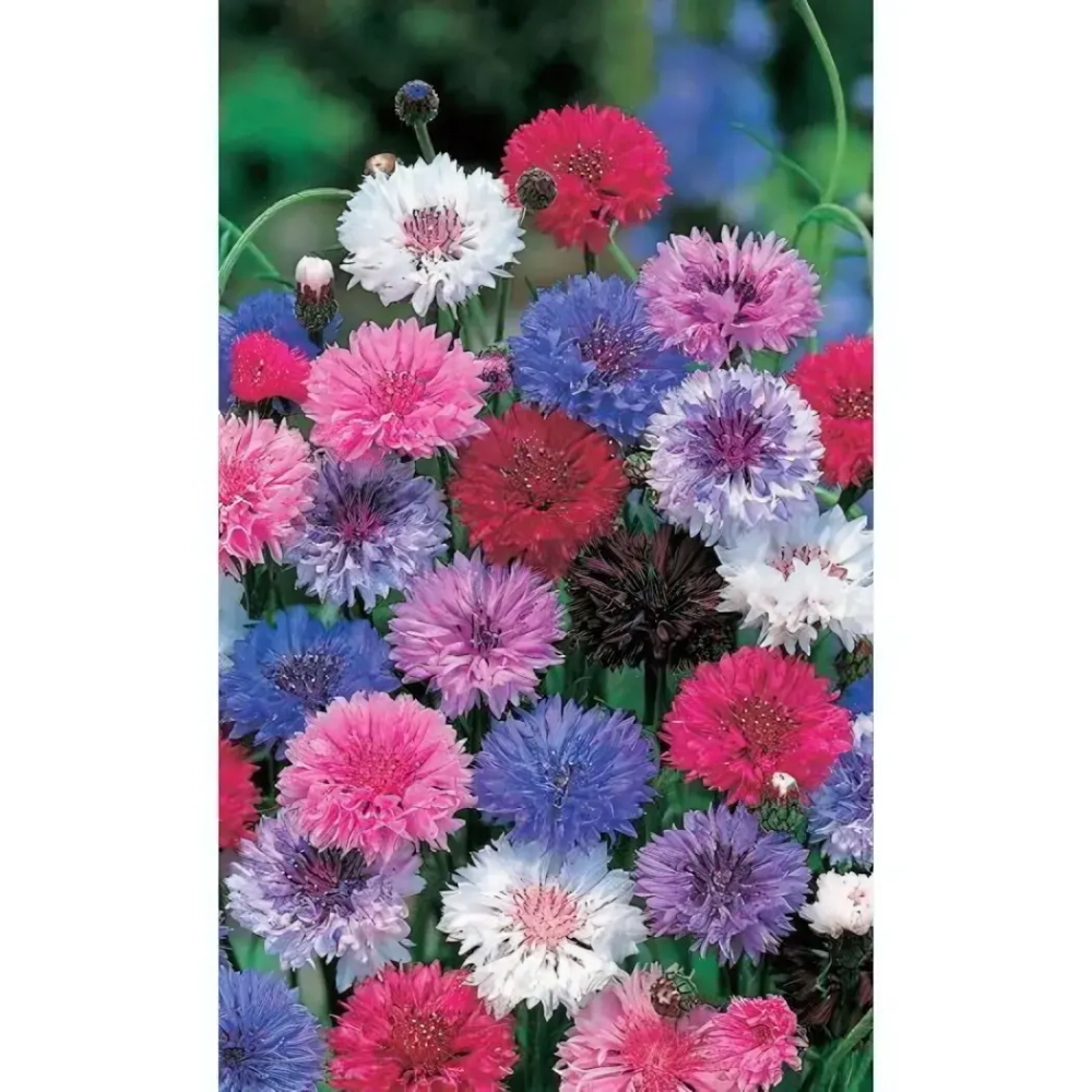 Семена Василек низкорослый Конфетти (УД) Е/П