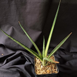 Сансевиерия ANGEL WING WHITE VAR