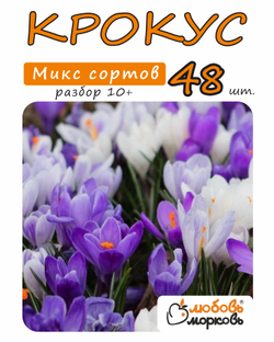 Крокус микс 48 луковиц,Голландия, разбор 10+