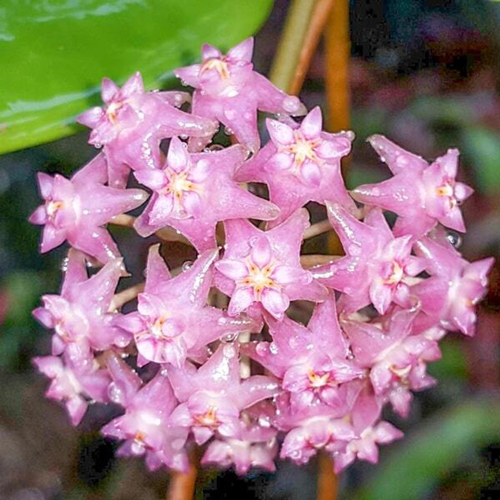 Хойя SARAWAK PINK