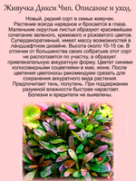 Живучка Дикси Чип ползучая с цветными листьями аюга