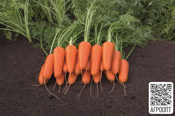 Кордоба F1 семена моркови курода/шантане (Bejo / ALEXAGRO) культура – фото 2