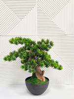 Бонсай Сосна Японская Малая 48см на натуральном стволе в кашпо