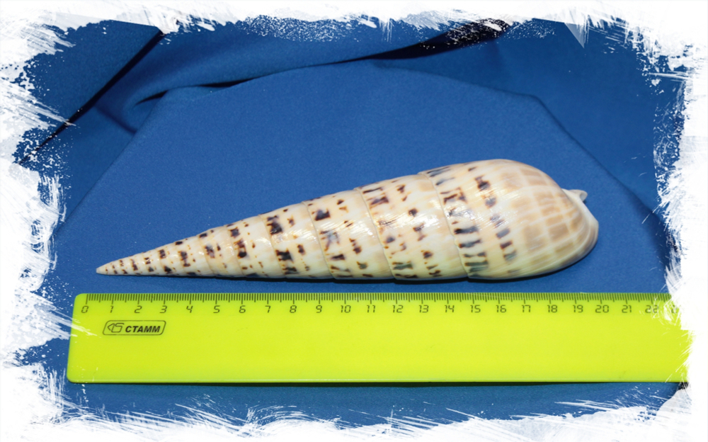 Теребра Макулата размер