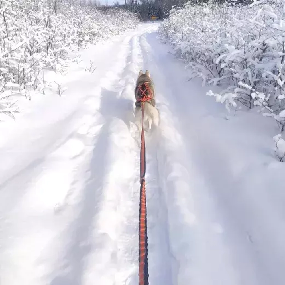 Комплект пояс для бега с собакой, ездовая шлейка и потяг White Wolf серия Спорт