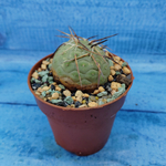 Tephrocactus Geometricus (Тефрокактус)