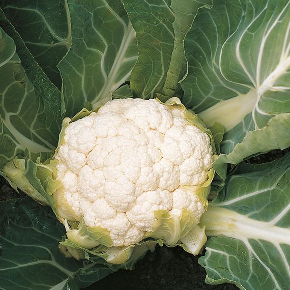 СКАЙВОКЕР F1 семена капусты цветной Bejo цена