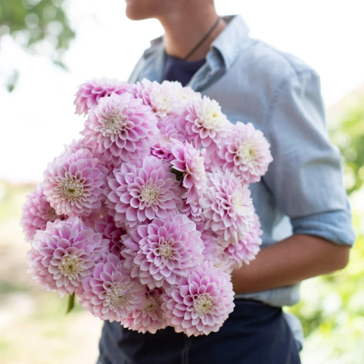 Георгин Sweet Love (корень) Закупка М55 апрель 2026