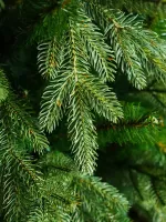 Искусственная ель «Валерио» (литая+пвх) 210 см / 2.1 м