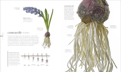 The Science of Plants: Inside their Secret World