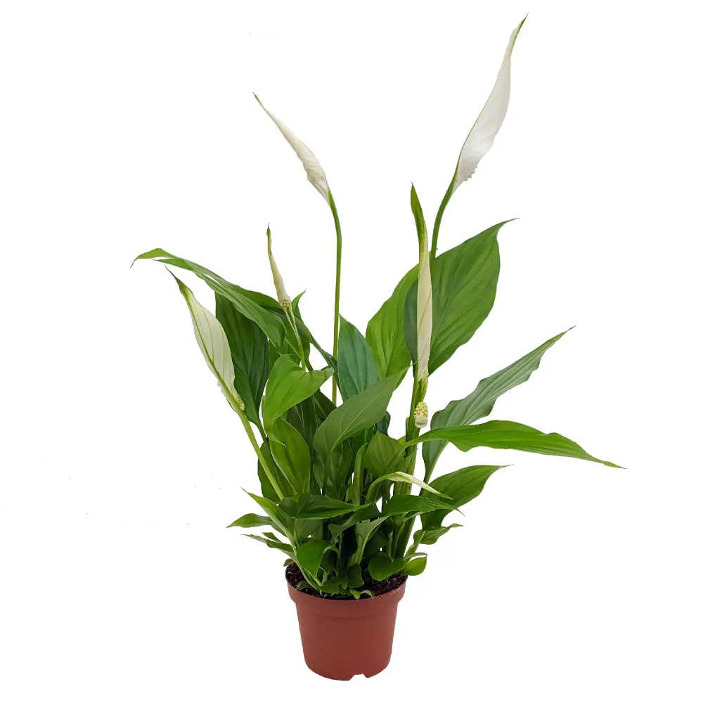 Спатифиллум