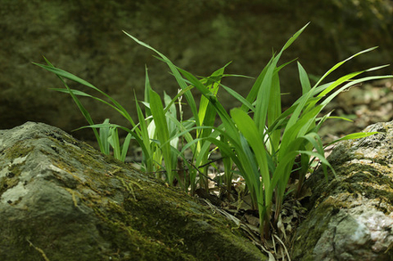 Осока ржавопятнистая. Carex siderosticta.