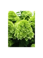 Лайм Лайт гортензия метельчатая