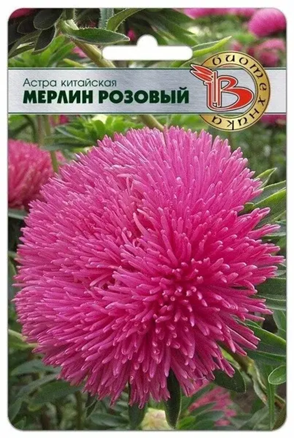 Астра семена
