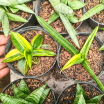 Сансевиерия ED EBY VAR