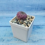 Sulcorebutia rauschii (Сулькоребуция)
