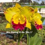 Орхидея ринхолелиокаттлея RLC. SAENG U-SA #1