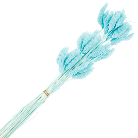 Сухоцветы "Фалярис" H60см (Голубой)
