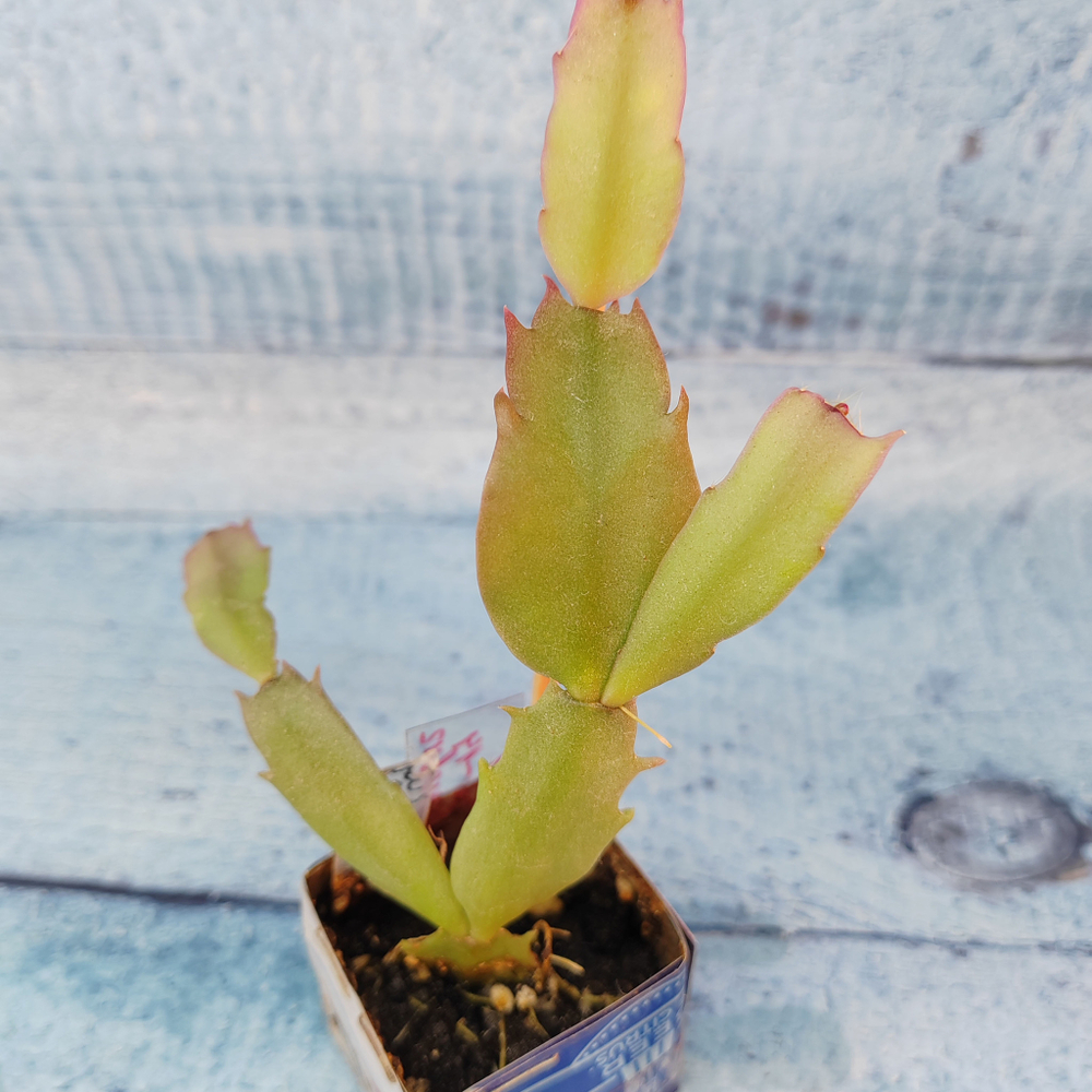 Schlumbergera Lavender Beauty (Декабрист)