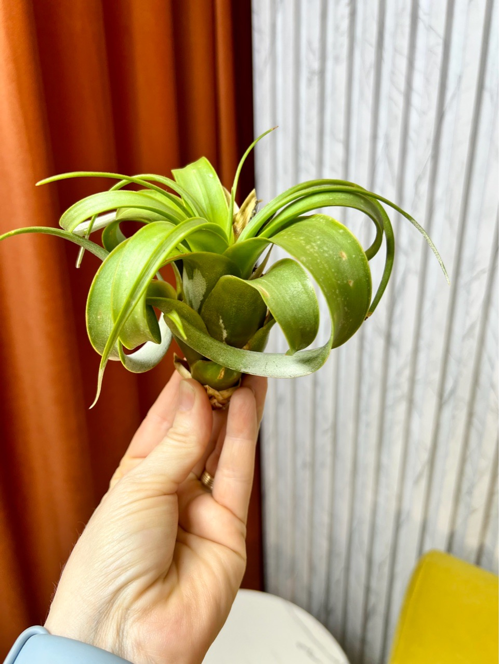 Тилландсия Ксерографика (Xerographica), 1шт, Нидерланды (9539)