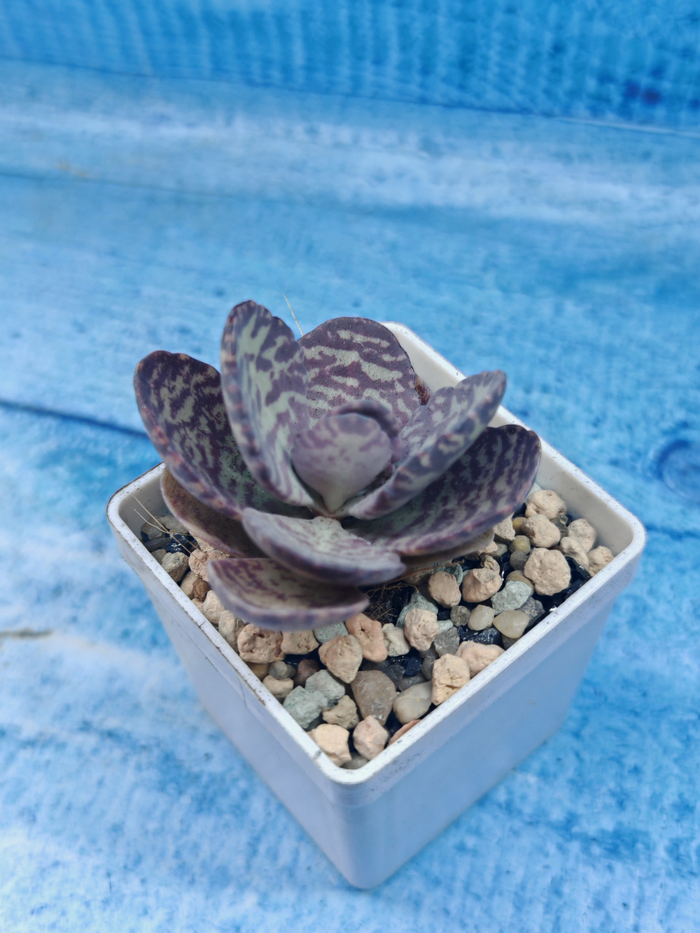 Kalanchoe Humilis (Каланхоэ)