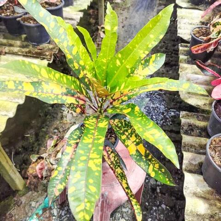 Кротон KAWAO LAI