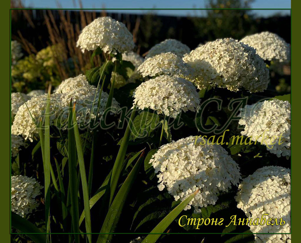 Гортензия древовидная Стронг Аннабель (Hydrangea arborescens `Strong Annabelle`)